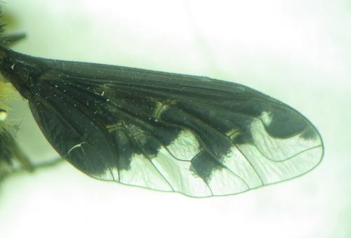 Hemipenthes maura